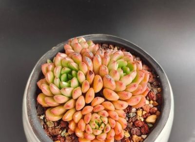 养多肉的3个“正确方法”，什么多肉都能养好，又美又壮，颜值高 - 图画吧TUHUABA