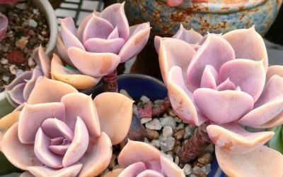 养多肉的3个“正确方法”，什么多肉都能养好，又美又壮，颜值高 - 图画吧TUHUABA