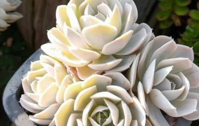 养多肉的3个“正确方法”，什么多肉都能养好，又美又壮，颜值高 - 图画吧TUHUABA