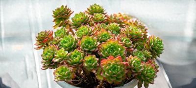 不会养多肉的人，就养“3种”，生崽多、挤满盆、越养越多状态美 - 今日头条