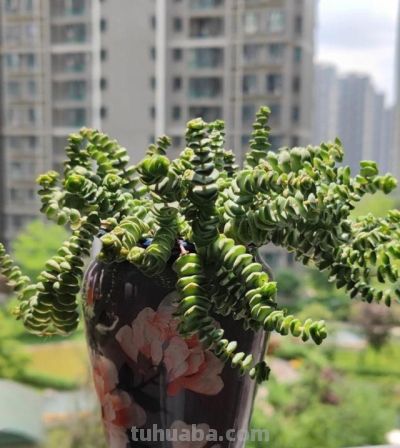 不会养多肉的人，就养“3种”，生崽多、挤满盆、越养越多状态美 - 图画吧TUHUABA