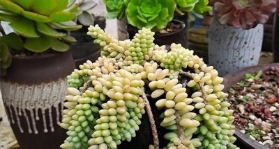 不会养多肉的人，就养“3种”，生崽多、挤满盆、越养越多状态美 - 图画吧TUHUABA