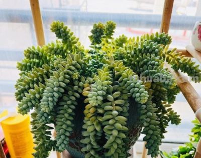 不会养多肉的人，就养“3种”，生崽多、挤满盆、越养越多状态美 - 图画吧TUHUABA