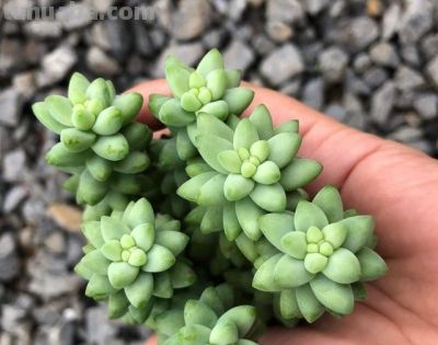 不会养多肉的人，就养“3种”，生崽多、挤满盆、越养越多状态美 - 图画吧TUHUABA