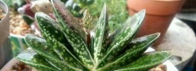 不会养多肉的人，就养“3种”，生崽多、挤满盆、越养越多状态美 - 图画吧TUHUABA