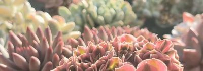 多肉植物大集合，养眼的肉肉们！💚🌱🌿 - 图画吧TUHUABA