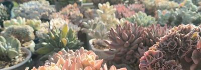 多肉植物大集合，养眼的肉肉们！💚🌱🌿 - 图画吧TUHUABA