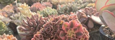 多肉植物大集合，养眼的肉肉们！💚🌱🌿 - 图画吧TUHUABA