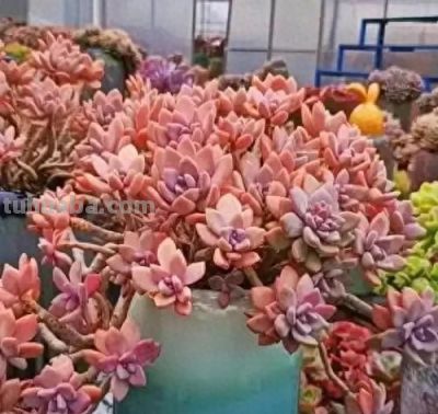 适合懒人的10款普货多肉，秋冬出状态个个是＂颜王＂美到不敢认！ - 今日头条