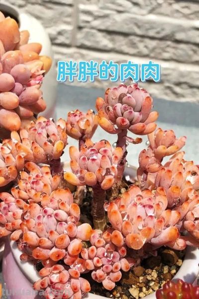 适合懒人的10款普货多肉，秋冬出状态个个是＂颜王＂美到不敢认！ - 图画吧TUHUABA