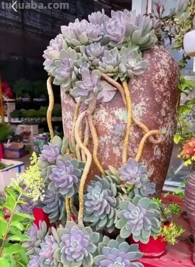 适合懒人的10款普货多肉，秋冬出状态个个是＂颜王＂美到不敢认！ - 图画吧TUHUABA