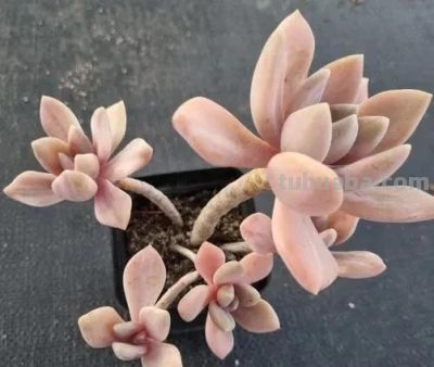 适合懒人的10款普货多肉，秋冬出状态个个是＂颜王＂美到不敢认！ - 图画吧TUHUABA