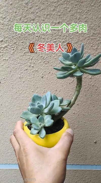 适合懒人的10款普货多肉，秋冬出状态个个是＂颜王＂美到不敢认！ - 图画吧TUHUABA