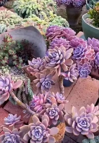 适合懒人的10款普货多肉，秋冬出状态个个是＂颜王＂美到不敢认！ - 图画吧TUHUABA