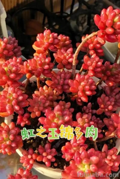 适合懒人的10款普货多肉，秋冬出状态个个是＂颜王＂美到不敢认！ - 图画吧TUHUABA