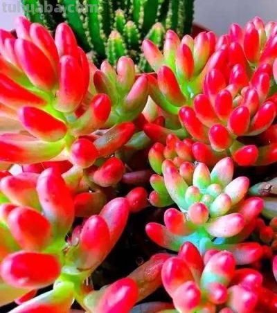 适合懒人的10款普货多肉，秋冬出状态个个是＂颜王＂美到不敢认！ - 图画吧TUHUABA