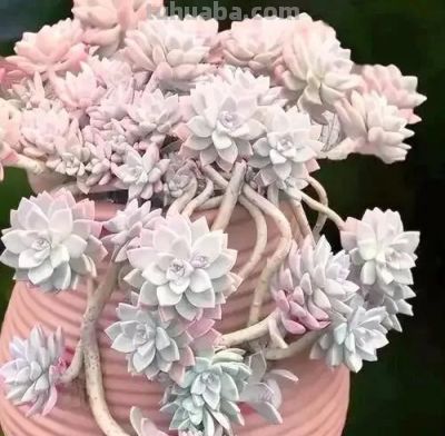 适合懒人的10款普货多肉，秋冬出状态个个是＂颜王＂美到不敢认！ - 图画吧TUHUABA