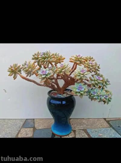 适合懒人的10款普货多肉，秋冬出状态个个是＂颜王＂美到不敢认！ - 图画吧TUHUABA