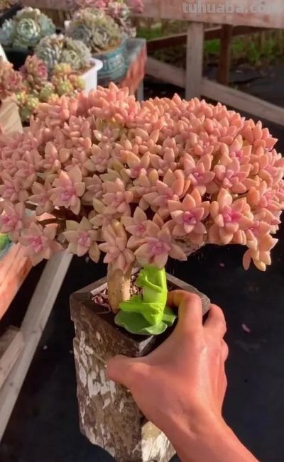 适合懒人的10款普货多肉，秋冬出状态个个是＂颜王＂美到不敢认！ - 图画吧TUHUABA