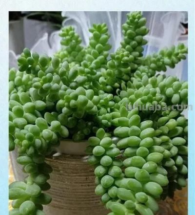 适合懒人的10款普货多肉，秋冬出状态个个是＂颜王＂美到不敢认！ - 图画吧TUHUABA