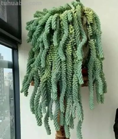 适合懒人的10款普货多肉，秋冬出状态个个是＂颜王＂美到不敢认！ - 图画吧TUHUABA