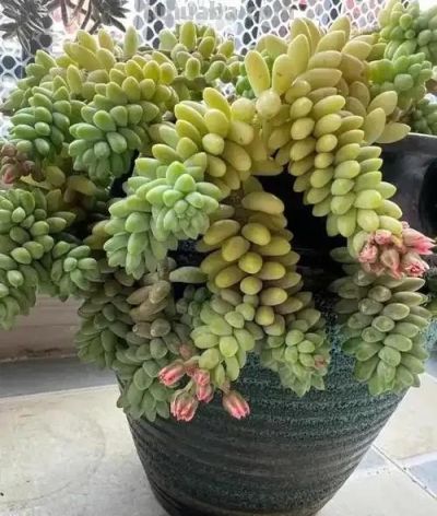 适合懒人的10款普货多肉，秋冬出状态个个是＂颜王＂美到不敢认！ - 图画吧TUHUABA