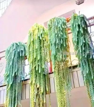 适合懒人的10款普货多肉，秋冬出状态个个是＂颜王＂美到不敢认！ - 图画吧TUHUABA