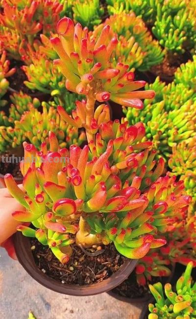 适合懒人的10款普货多肉，秋冬出状态个个是＂颜王＂美到不敢认！ - 图画吧TUHUABA