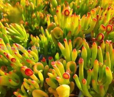 适合懒人的10款普货多肉，秋冬出状态个个是＂颜王＂美到不敢认！ - 图画吧TUHUABA