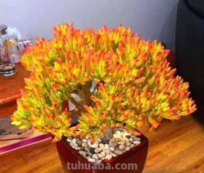 适合懒人的10款普货多肉，秋冬出状态个个是＂颜王＂美到不敢认！ - 图画吧TUHUABA