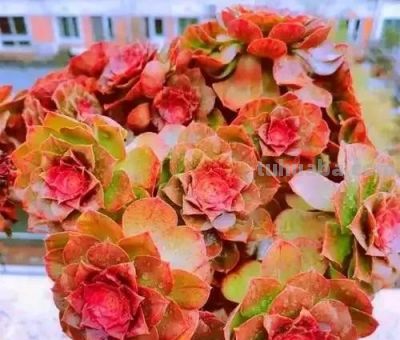 适合懒人的10款普货多肉，秋冬出状态个个是＂颜王＂美到不敢认！ - 图画吧TUHUABA