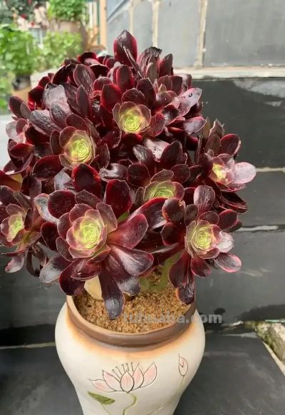 适合懒人的10款普货多肉，秋冬出状态个个是＂颜王＂美到不敢认！ - 图画吧TUHUABA