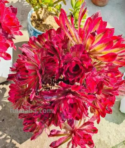 适合懒人的10款普货多肉，秋冬出状态个个是＂颜王＂美到不敢认！ - 图画吧TUHUABA