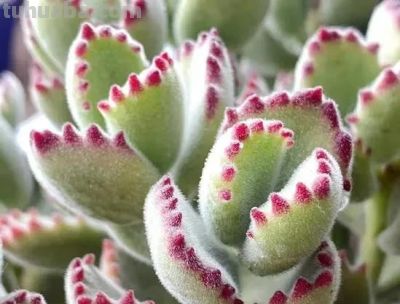 适合懒人的10款普货多肉，秋冬出状态个个是＂颜王＂美到不敢认！ - 图画吧TUHUABA