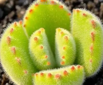 适合懒人的10款普货多肉，秋冬出状态个个是＂颜王＂美到不敢认！ - 图画吧TUHUABA