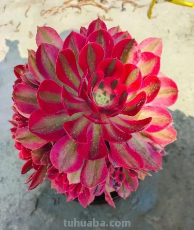 适合懒人的10款普货多肉，秋冬出状态个个是＂颜王＂美到不敢认！ - 图画吧TUHUABA