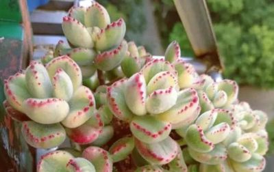 适合懒人的10款普货多肉，秋冬出状态个个是＂颜王＂美到不敢认！ - 图画吧TUHUABA