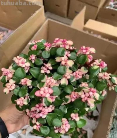 适合懒人的10款普货多肉，秋冬出状态个个是＂颜王＂美到不敢认！ - 图画吧TUHUABA