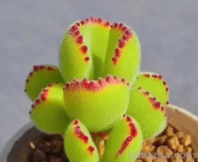 适合懒人的10款普货多肉，秋冬出状态个个是＂颜王＂美到不敢认！ - 图画吧TUHUABA