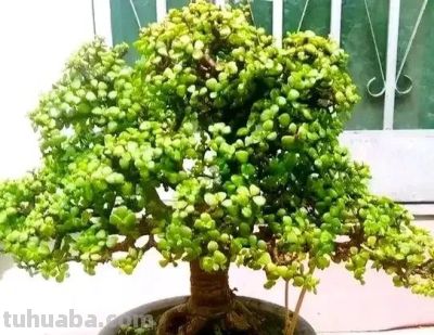 适合懒人的10款普货多肉，秋冬出状态个个是＂颜王＂美到不敢认！ - 图画吧TUHUABA