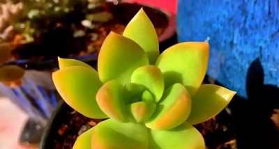 适合懒人的10款普货多肉，秋冬出状态个个是＂颜王＂美到不敢认！ - 图画吧TUHUABA