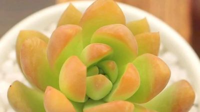 适合懒人的10款普货多肉，秋冬出状态个个是＂颜王＂美到不敢认！ - 图画吧TUHUABA