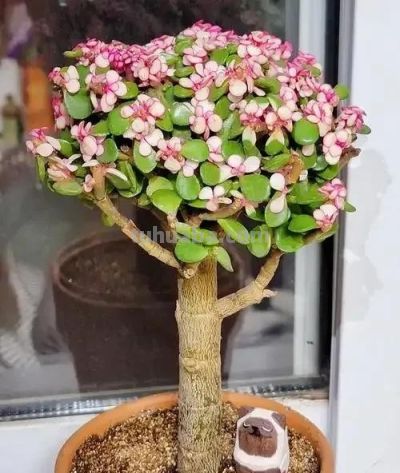 适合懒人的10款普货多肉，秋冬出状态个个是＂颜王＂美到不敢认！ - 图画吧TUHUABA