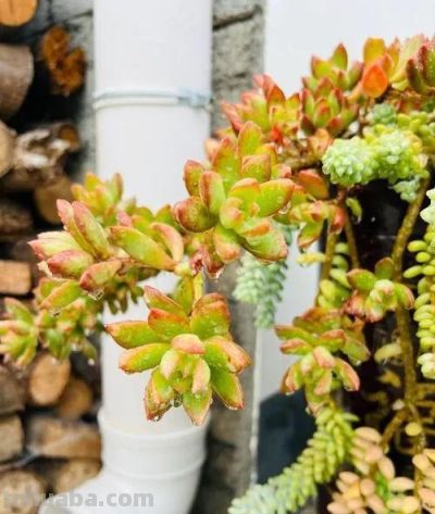 适合懒人的10款普货多肉，秋冬出状态个个是＂颜王＂美到不敢认！ - 图画吧TUHUABA