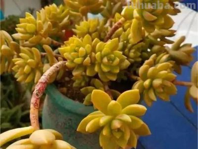 适合懒人的10款普货多肉，秋冬出状态个个是＂颜王＂美到不敢认！ - 图画吧TUHUABA