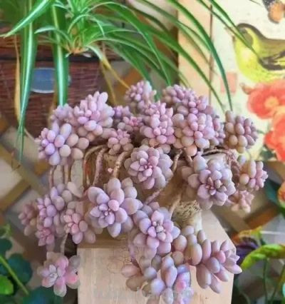 适合懒人的10款普货多肉，秋冬出状态个个是＂颜王＂美到不敢认！ - 图画吧TUHUABA