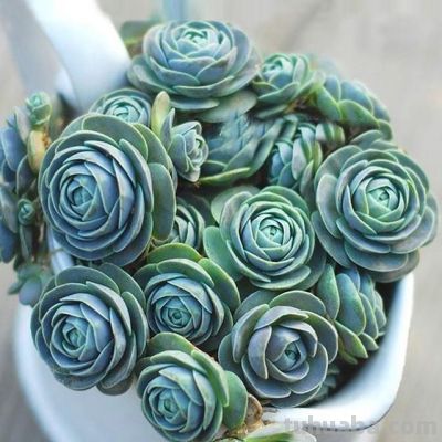 什么多肉最好养？这7种，便宜漂亮又好养，1棵变10棵，太喜欢了 - 图画吧TUHUABA