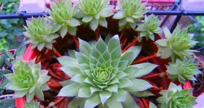 什么多肉最好养？这7种，便宜漂亮又好养，1棵变10棵，太喜欢了 - 图画吧TUHUABA