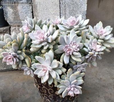 什么多肉最好养？这7种，便宜漂亮又好养，1棵变10棵，太喜欢了 - 图画吧TUHUABA