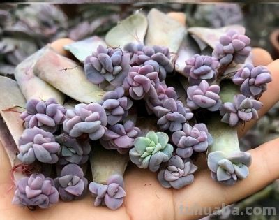 什么多肉最好养？这7种，便宜漂亮又好养，1棵变10棵，太喜欢了 - 图画吧TUHUABA